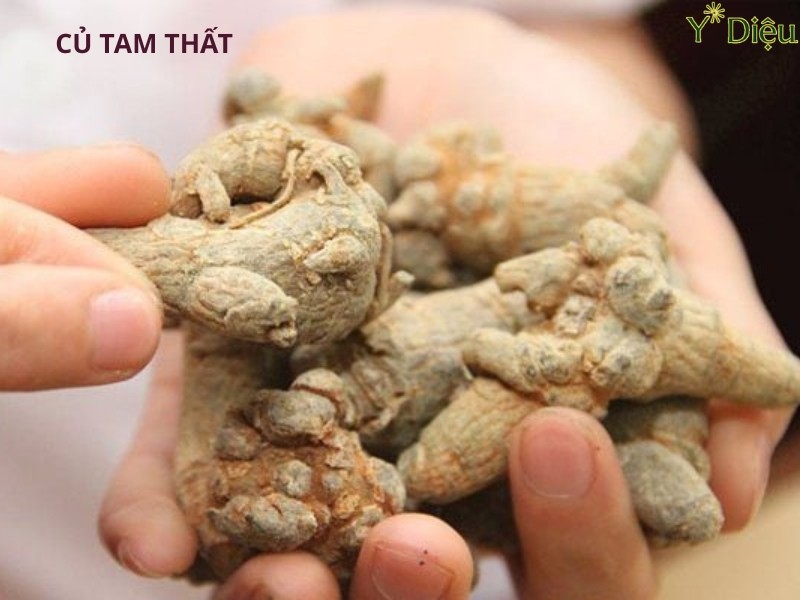 Củ tam thất là một loại dược liệu quý trong y học cổ truyền